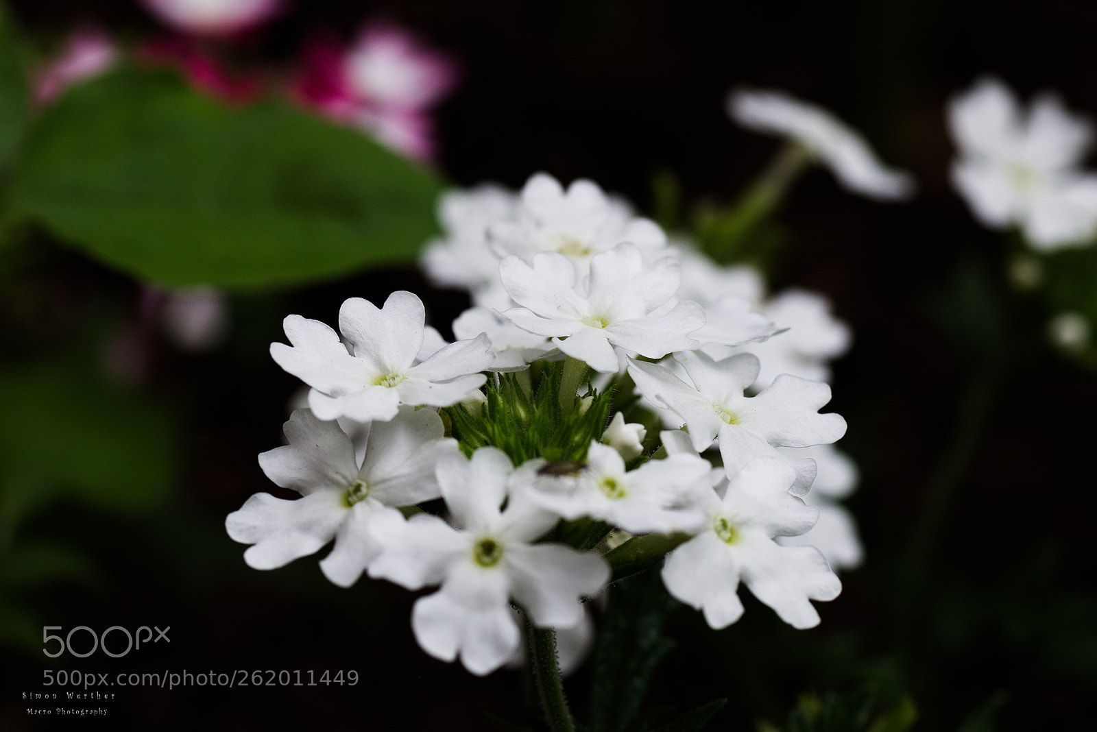 Nikon D5600 sample photo. Flowers photography