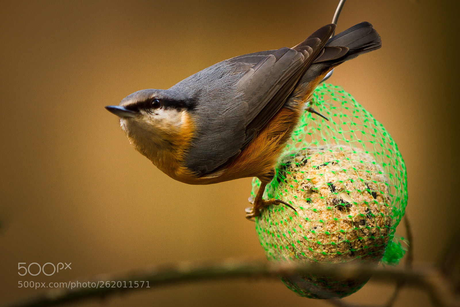 Canon EOS 7D sample photo. Nuthatch photography