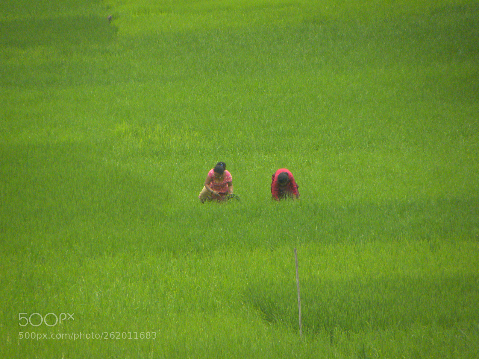 Nikon Coolpix P90 sample photo. Women in rice field photography