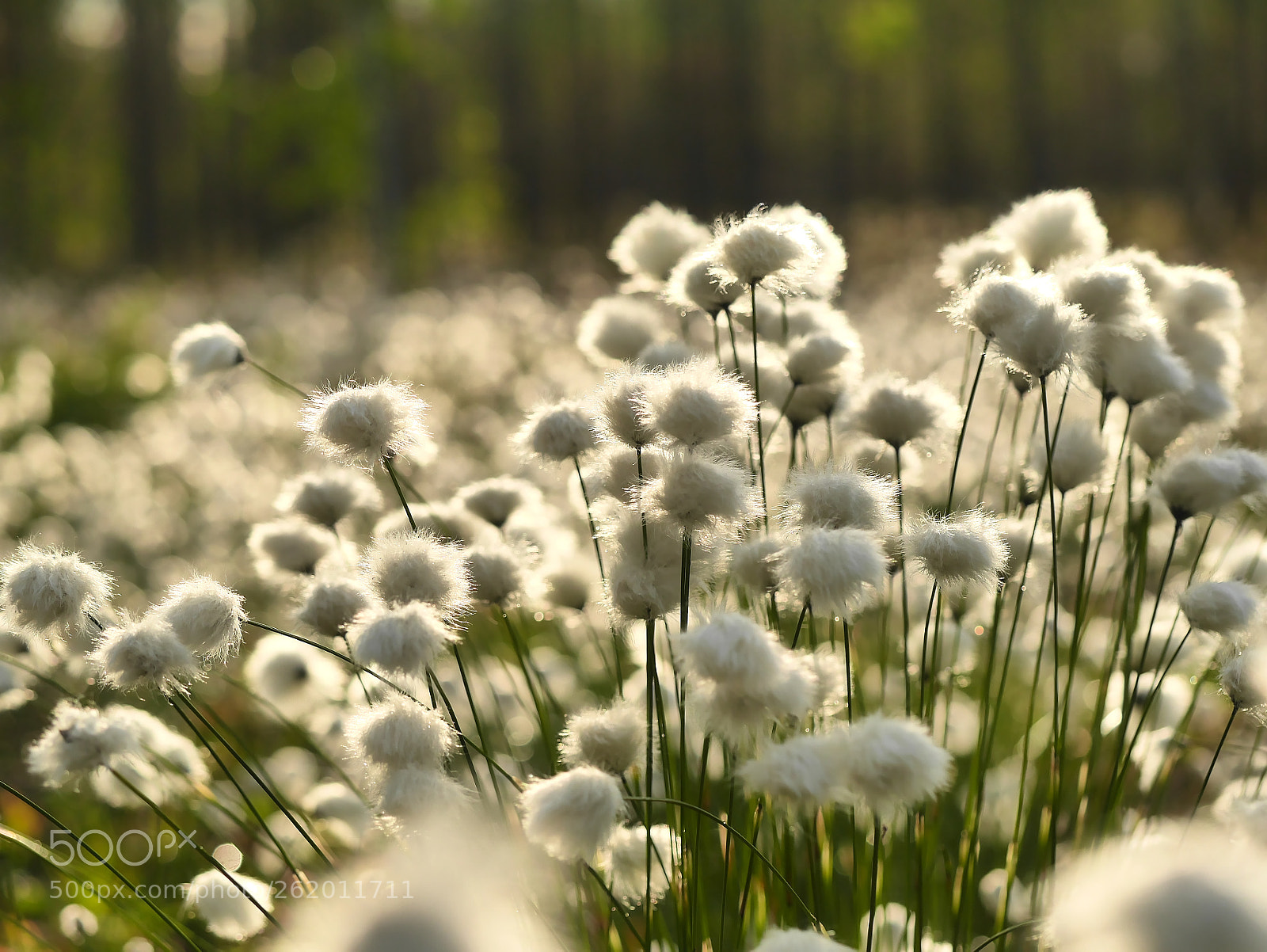 Panasonic Lumix DMC-GX7 sample photo. Cottongrass photography