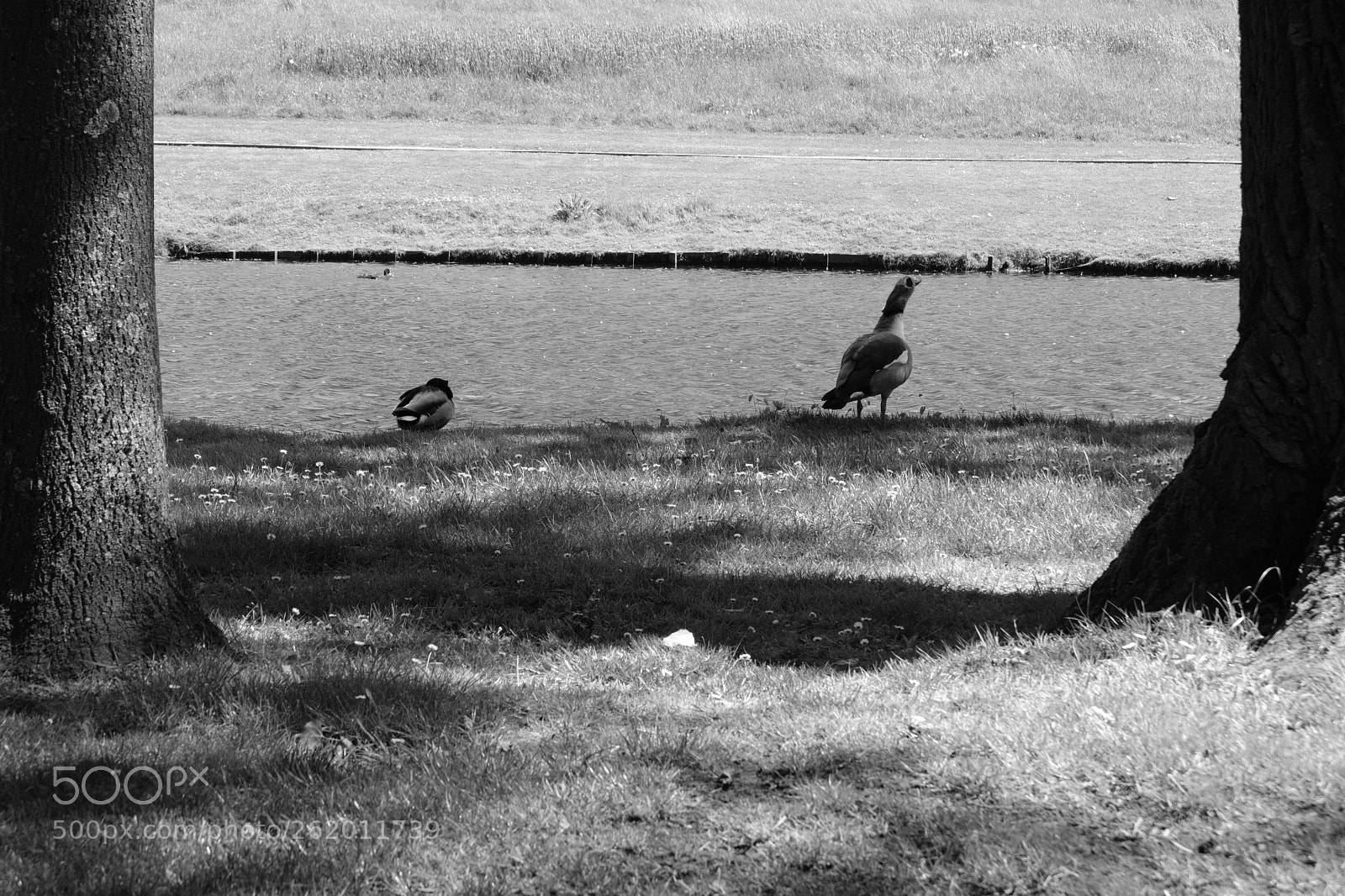 Fujifilm X-T20 sample photo. Geese in the park photography