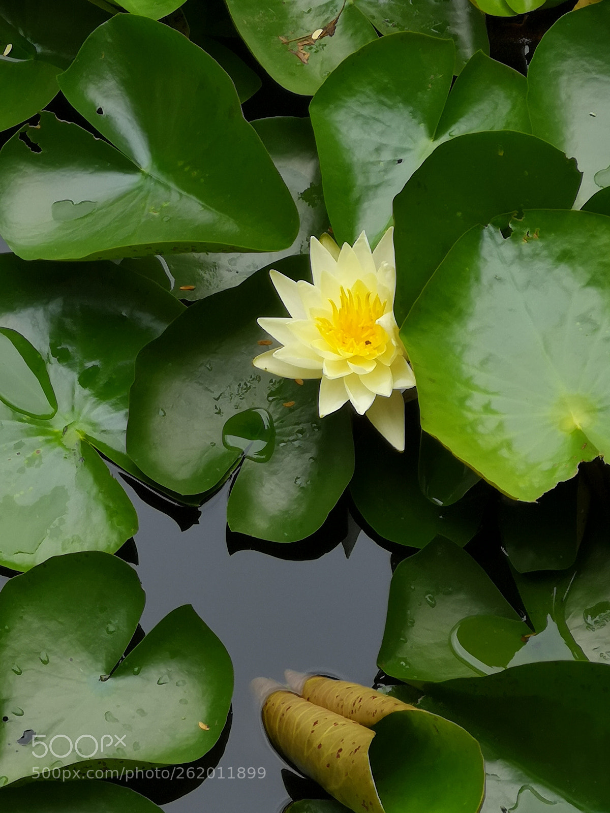 HUAWEI P20 Pro sample photo. Water lily photography