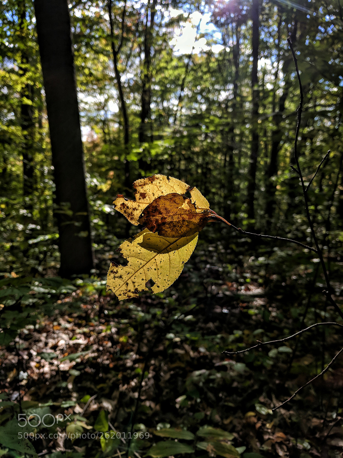 Google Pixel sample photo. Falling away photography