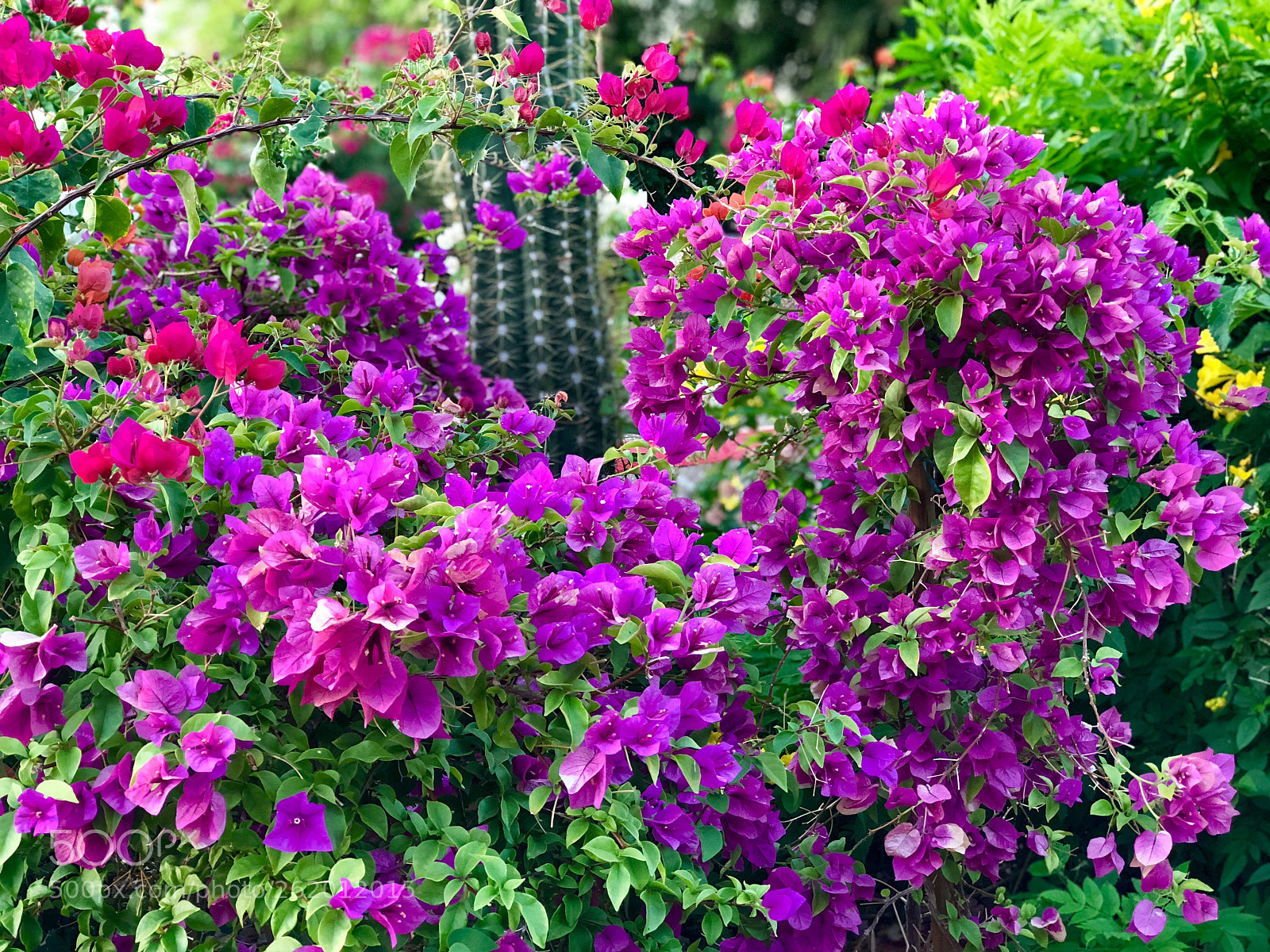 Apple iPhone 8 Plus sample photo. Love the purple! photography