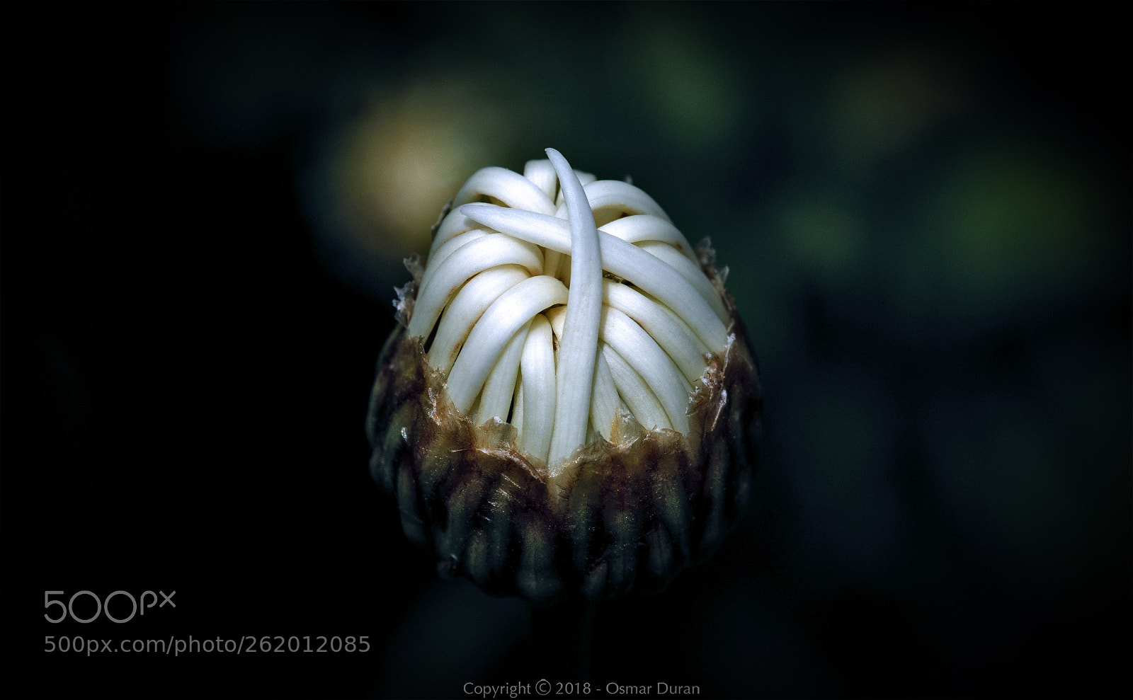Nikon D300 sample photo. Ivory photography