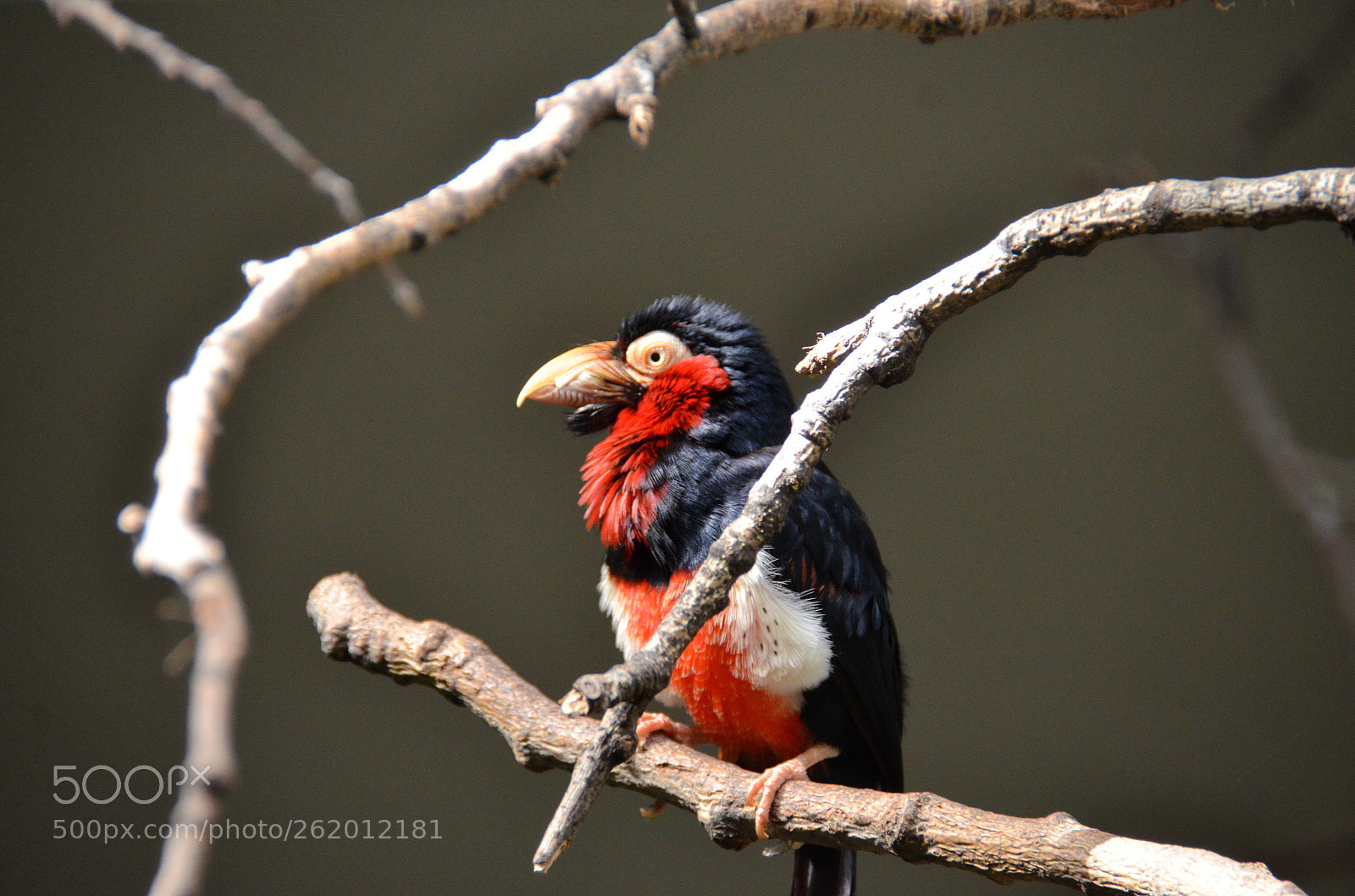 Nikon D7000 sample photo. On the branch photography
