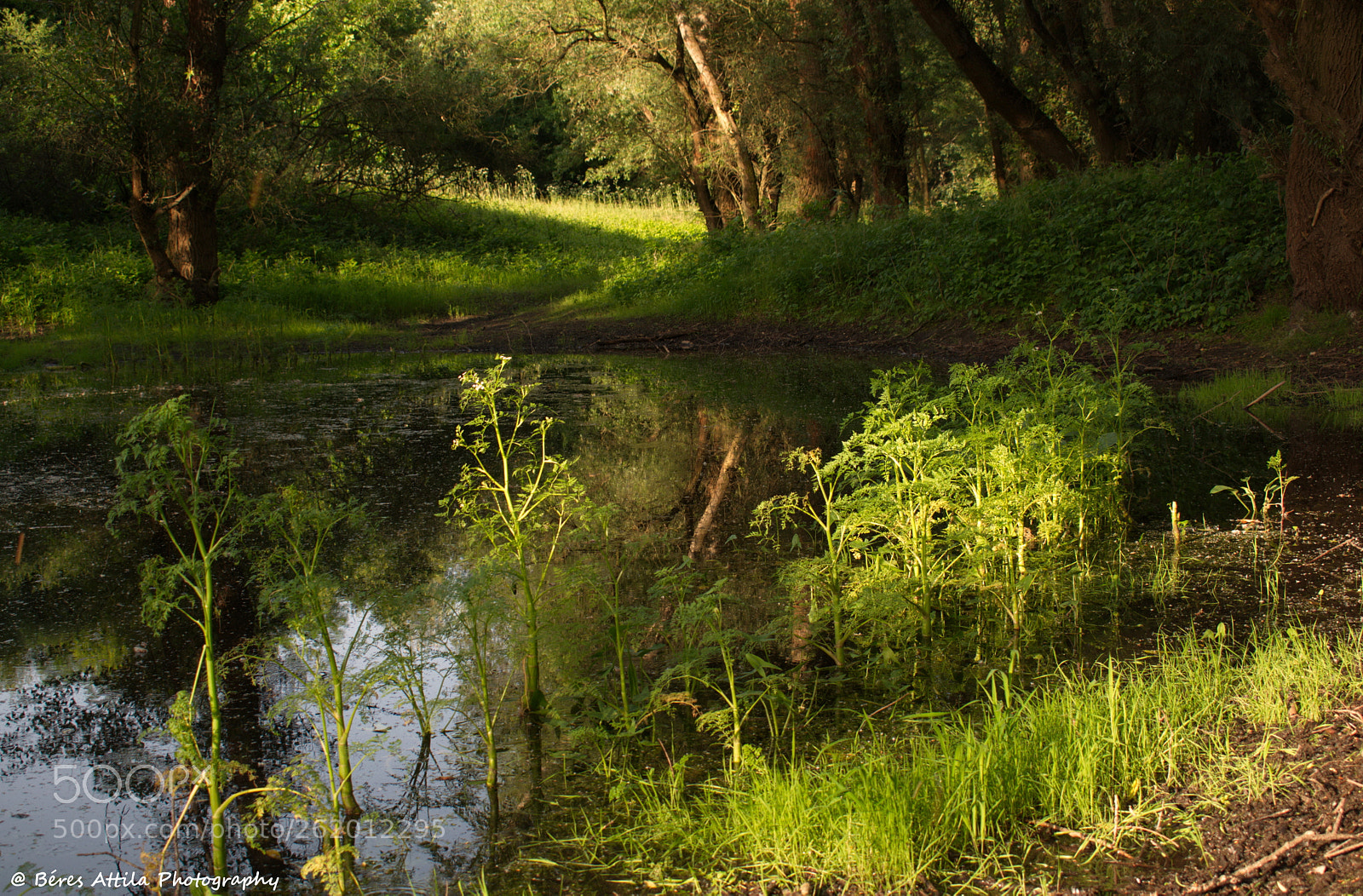 Nikon D3300 sample photo. Welcome to the jungle photography