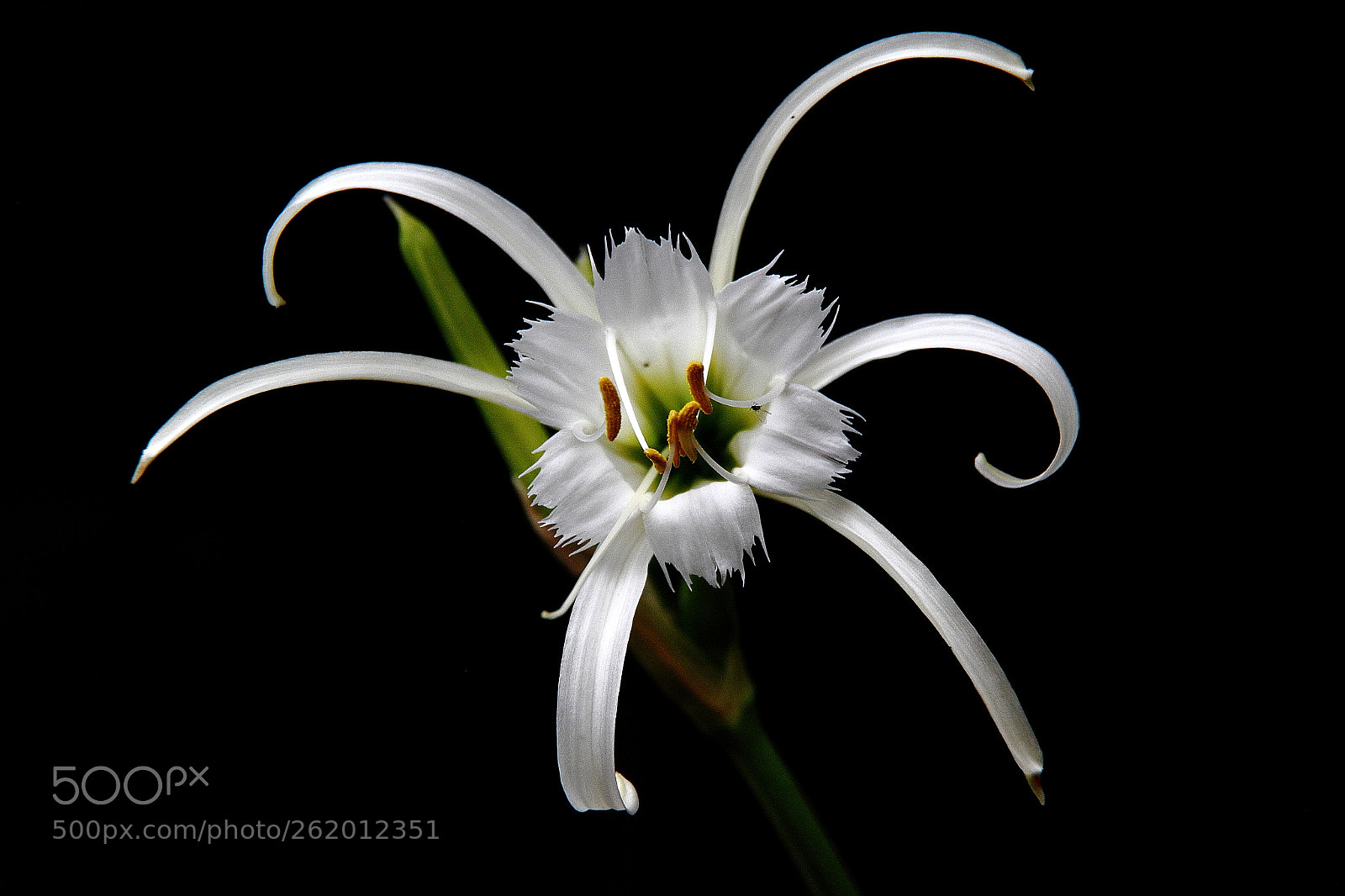 Canon EOS 600D (Rebel EOS T3i / EOS Kiss X5) sample photo. Spider lily photography