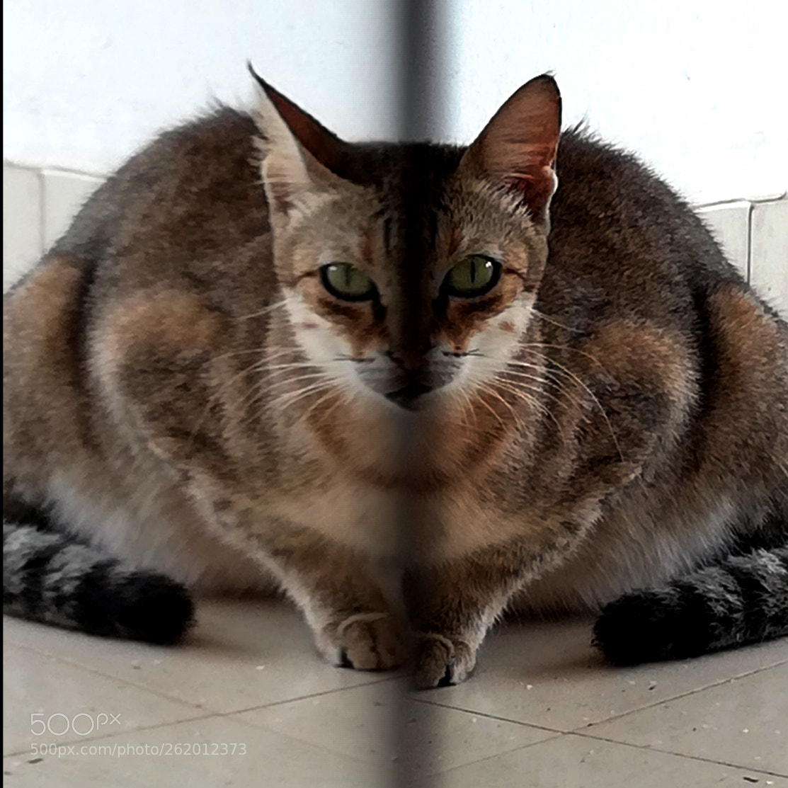 HUAWEI P20 lite sample photo. Double exposure ? photography