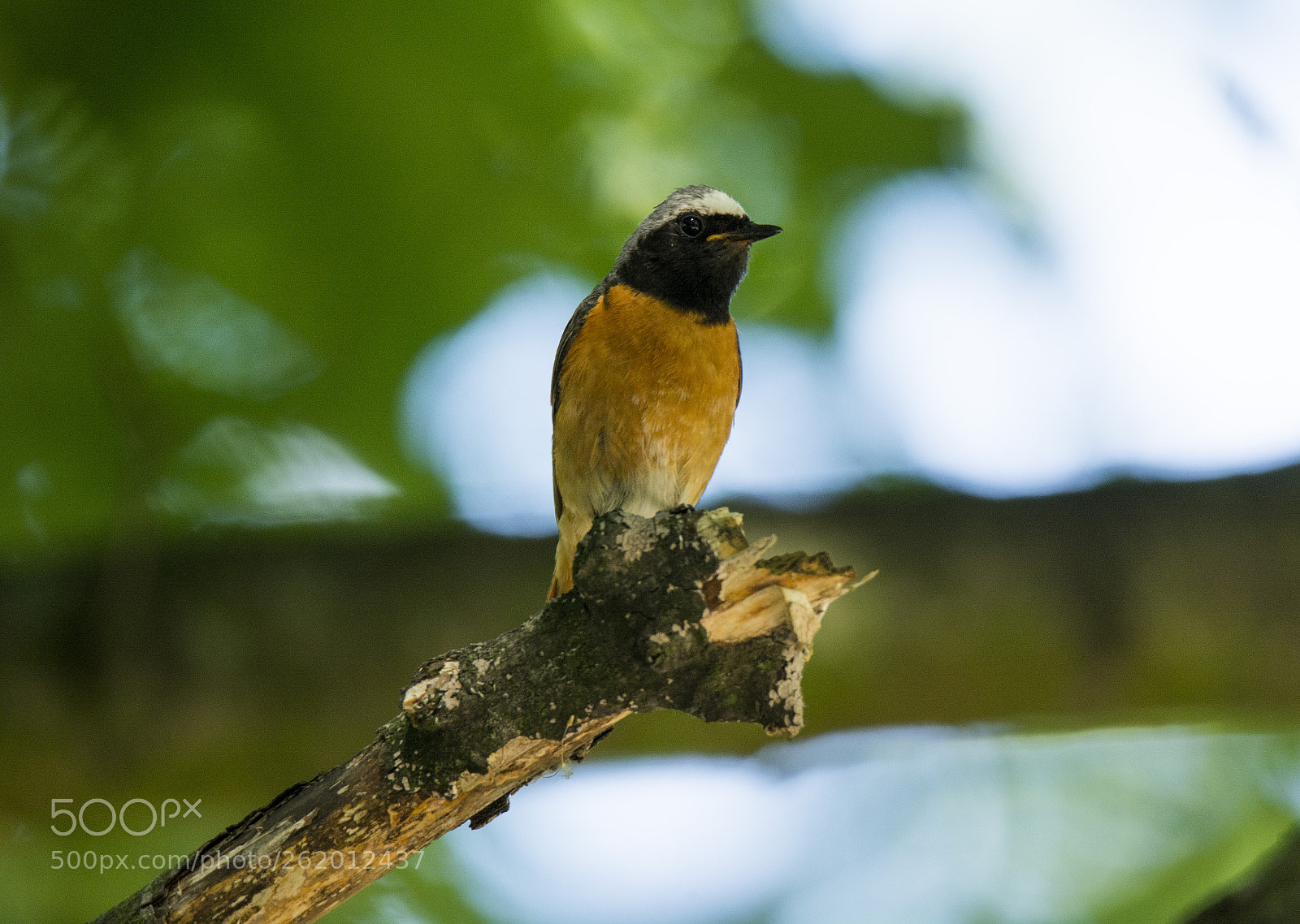 Nikon D7100 sample photo. Redstart photography