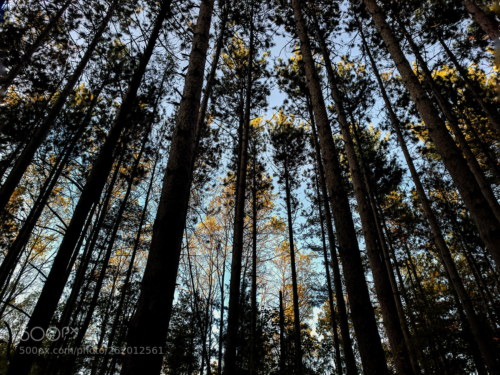 Google Pixel sample photo. Homecoming trees photography