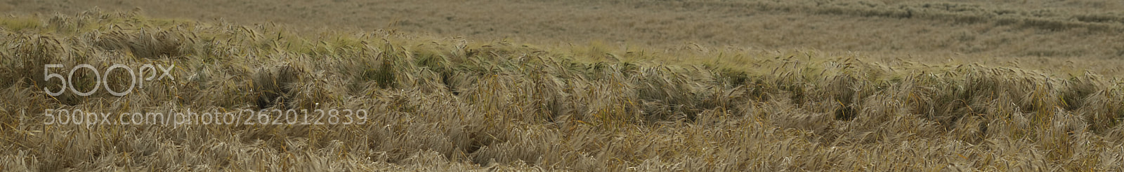 Nikon D800E + Zeiss Milvus 85mm f/1.4 sample photo. Barley celebration l'orge la photography