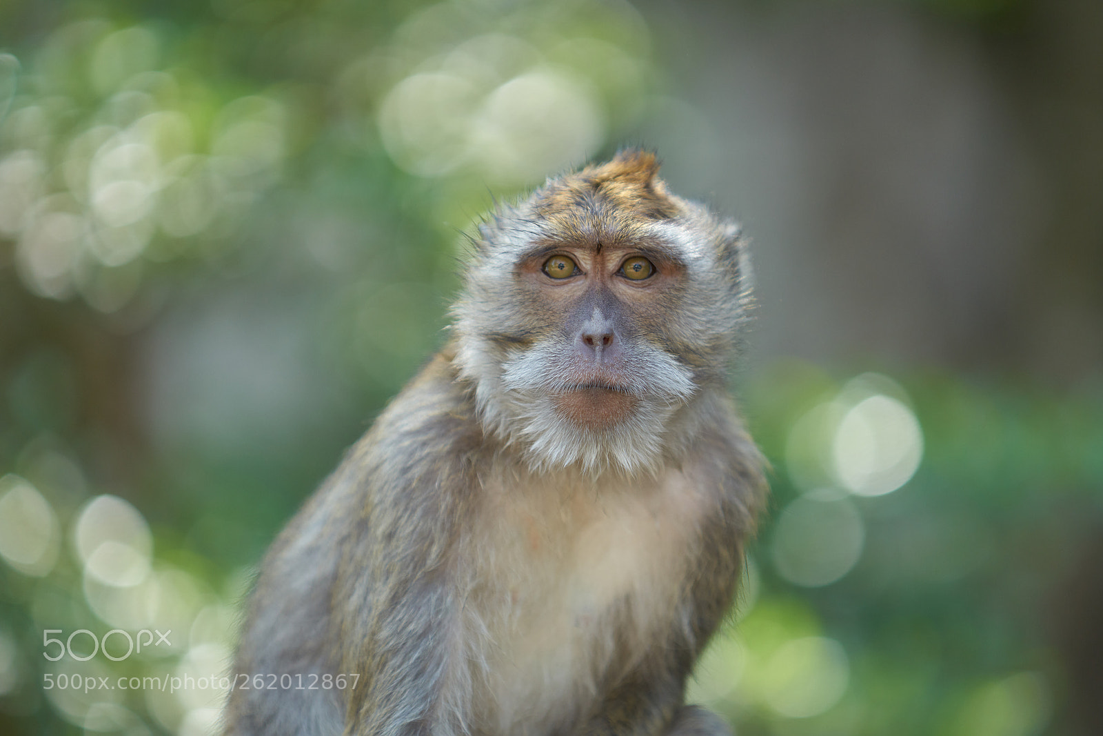 Sony a99 II sample photo. Gaze photography