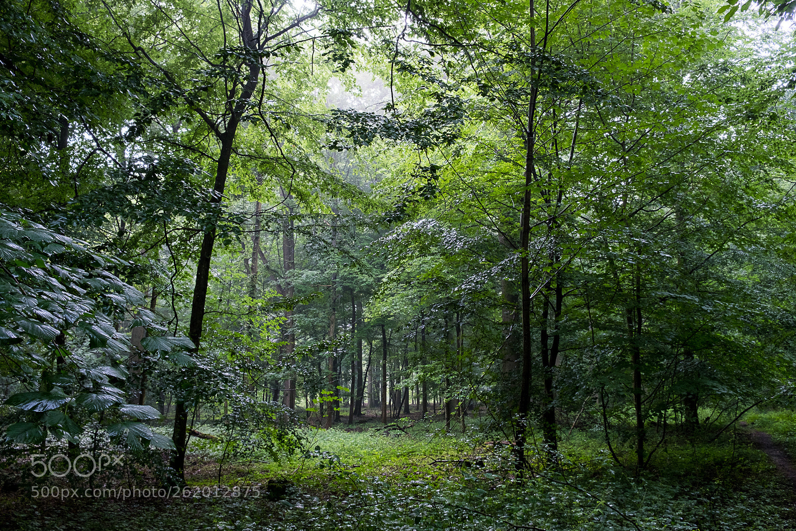 Fujifilm X-T20 sample photo. Rainy forest photography