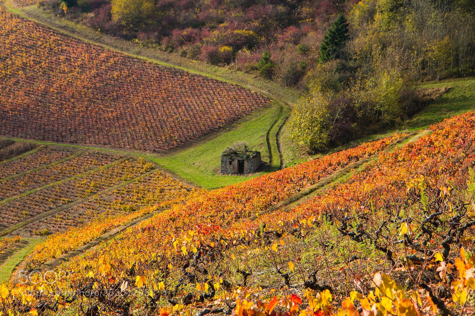 Canon EOS 70D sample photo. Somewhere in the wineyard  photography