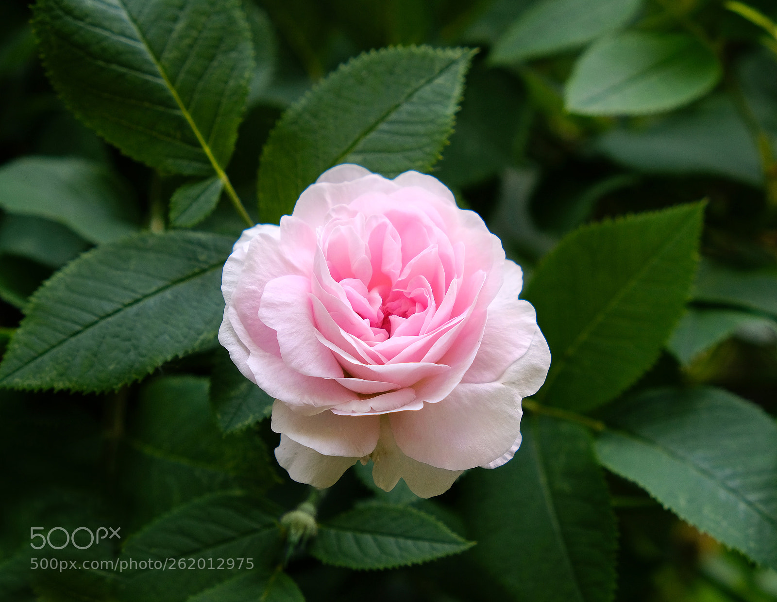 Fujifilm X-T20 sample photo. Rose in the garden photography