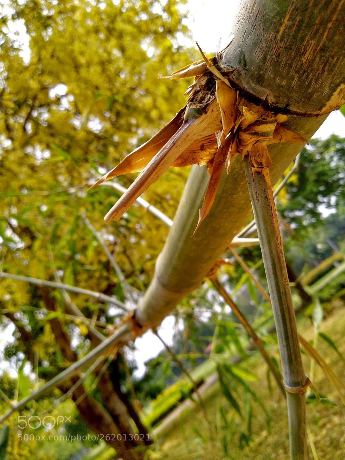 Xiaomi Redmi 5 sample photo. Untitled photography