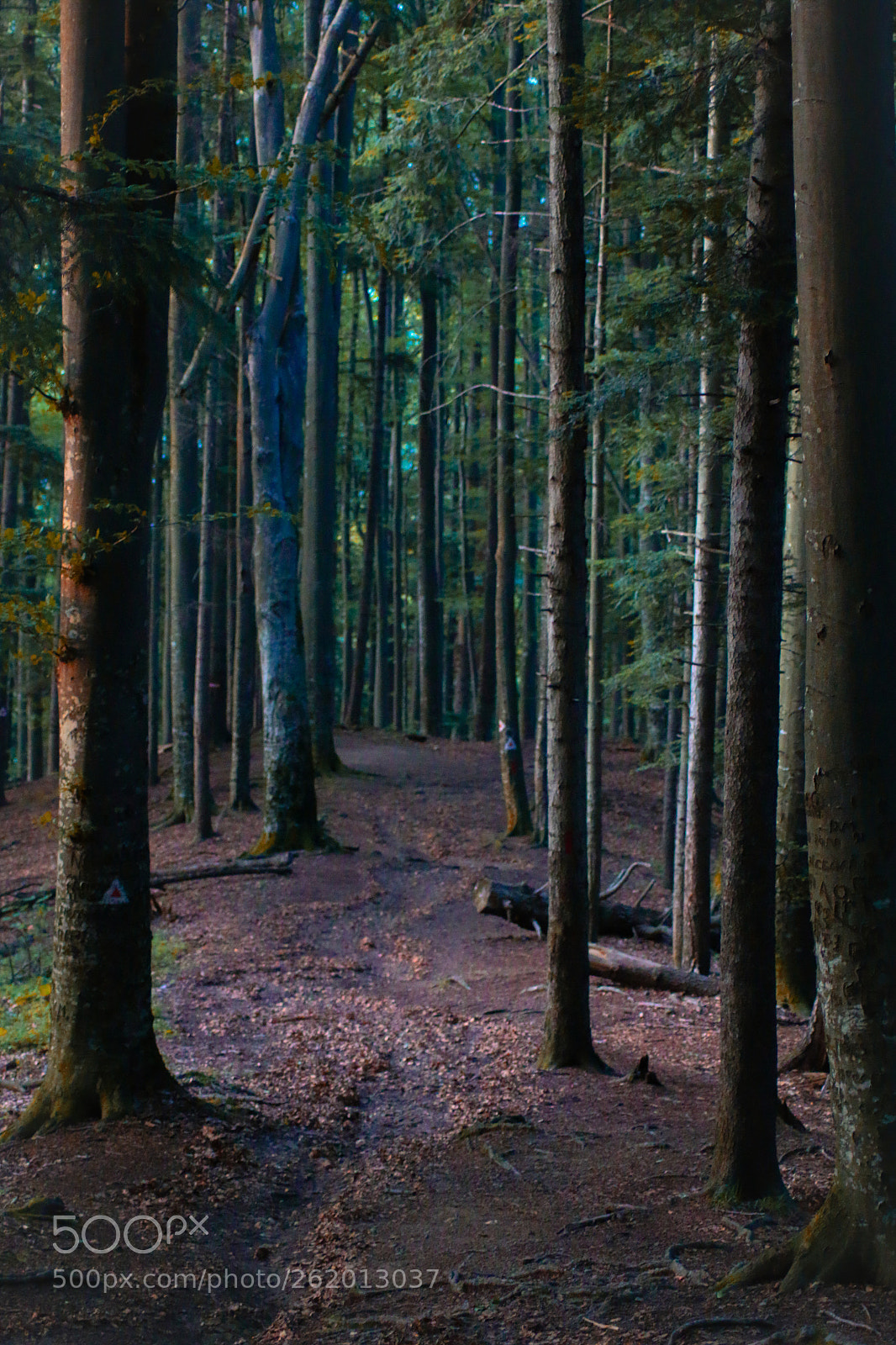 Canon EOS 70D sample photo. Untitled photography