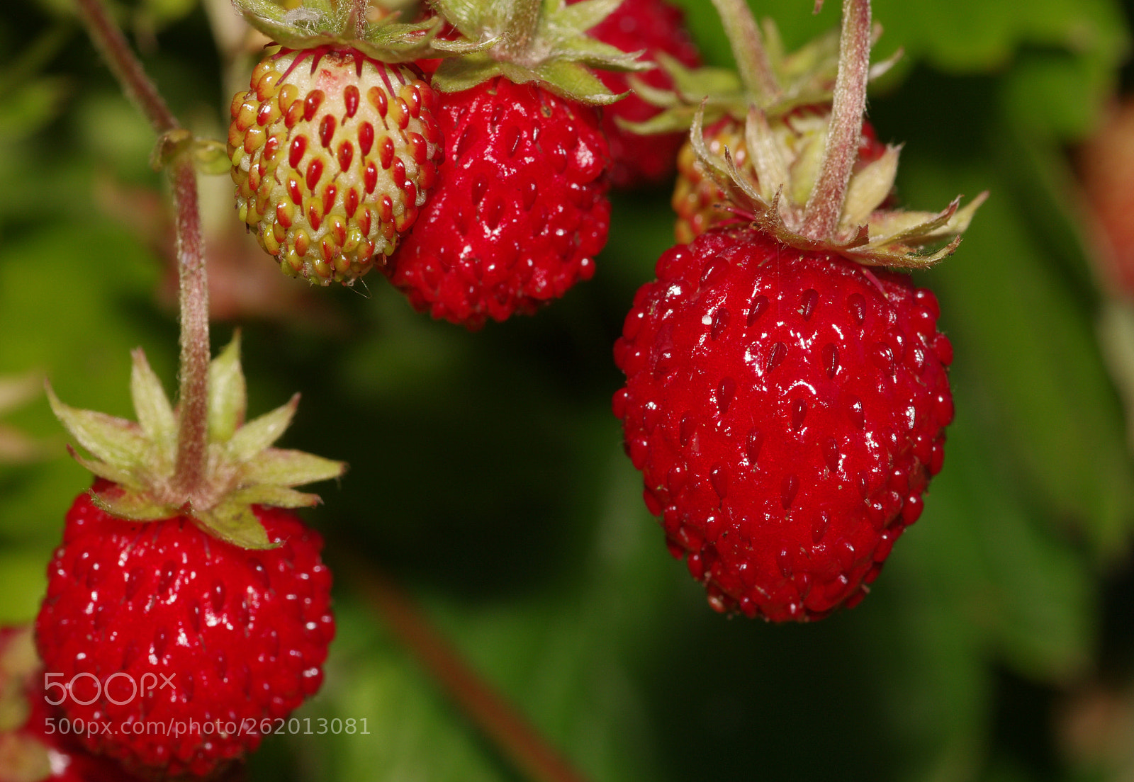 Pentax K-5 sample photo. Wild straberries place photography