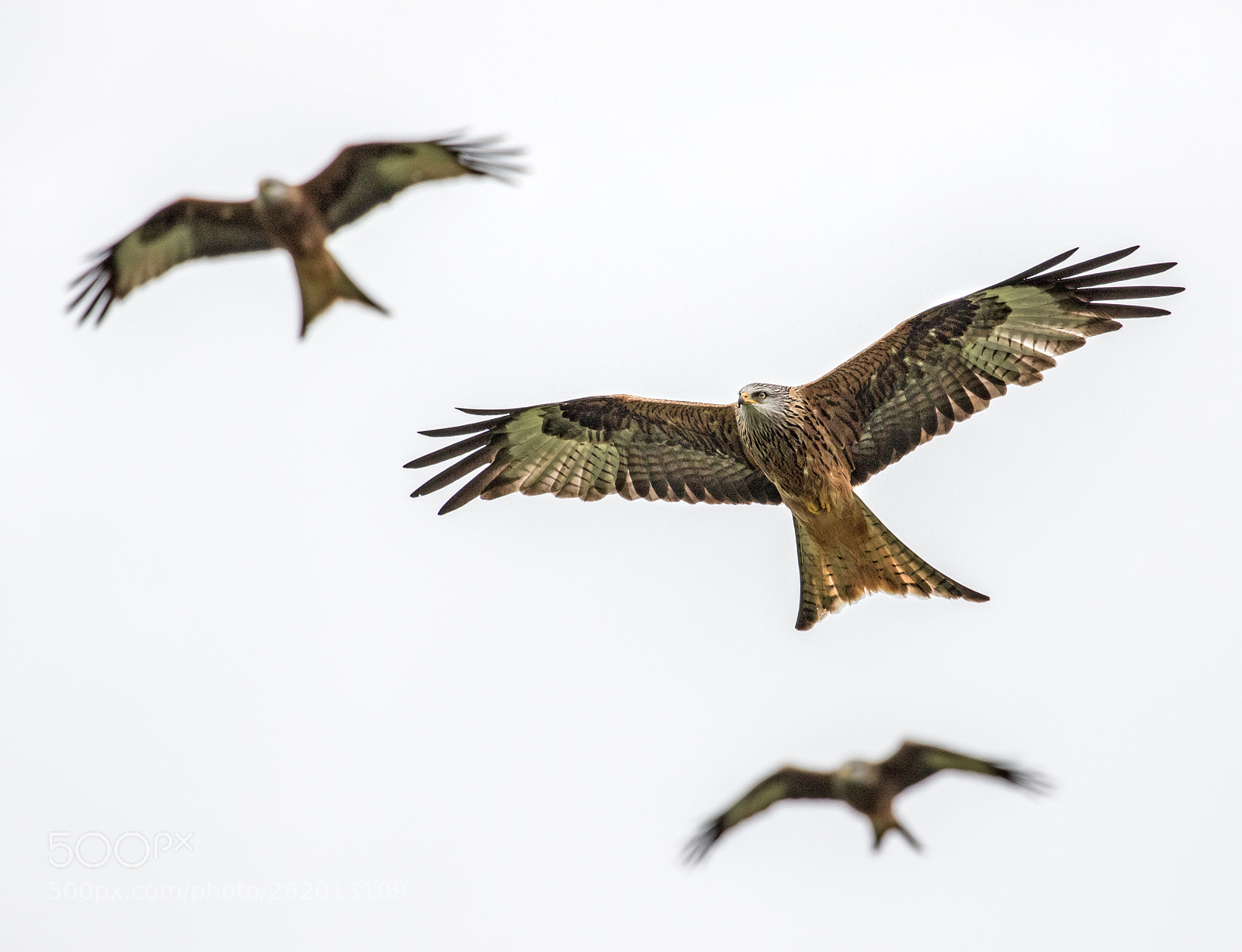 Canon EOS 7D Mark II sample photo. Red kite photography