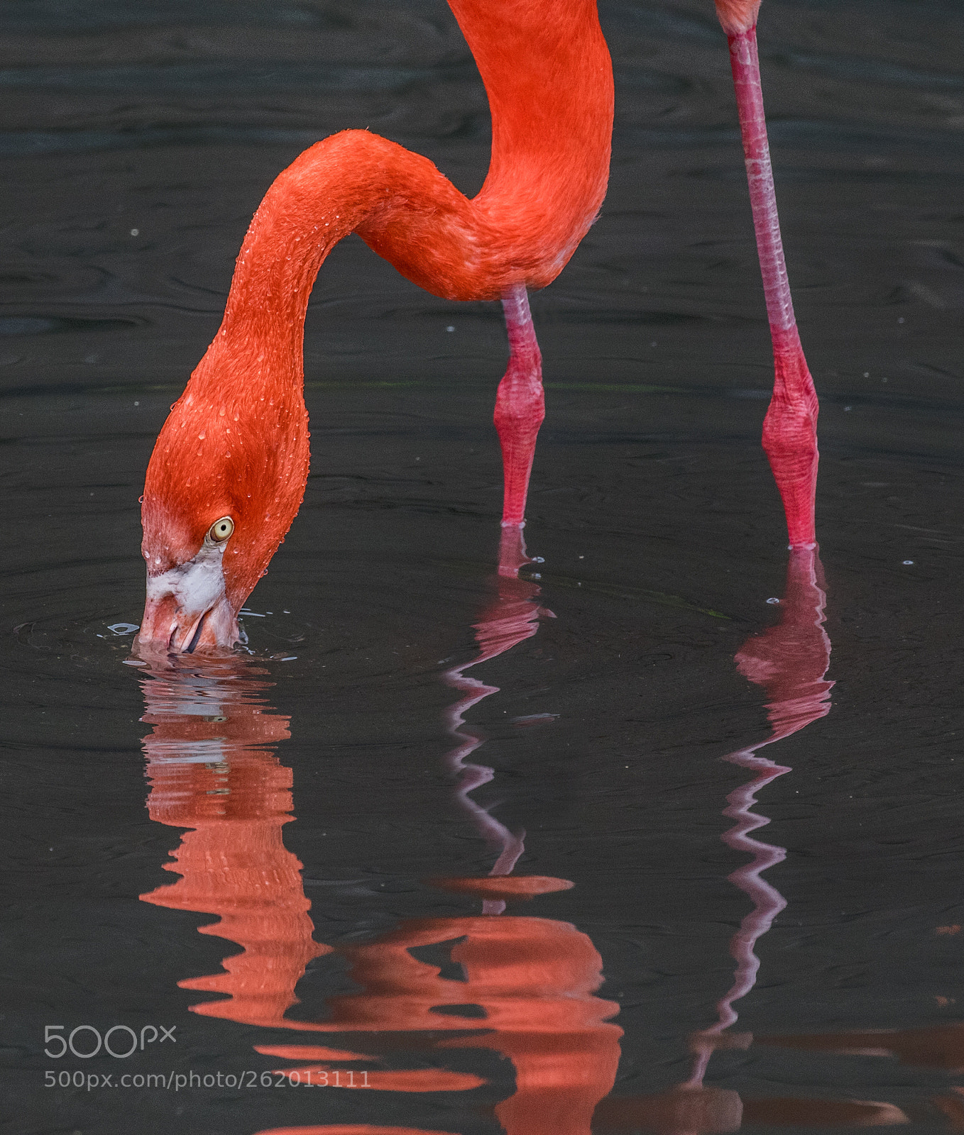 Canon EOS 7D Mark II sample photo. Flamingo photography