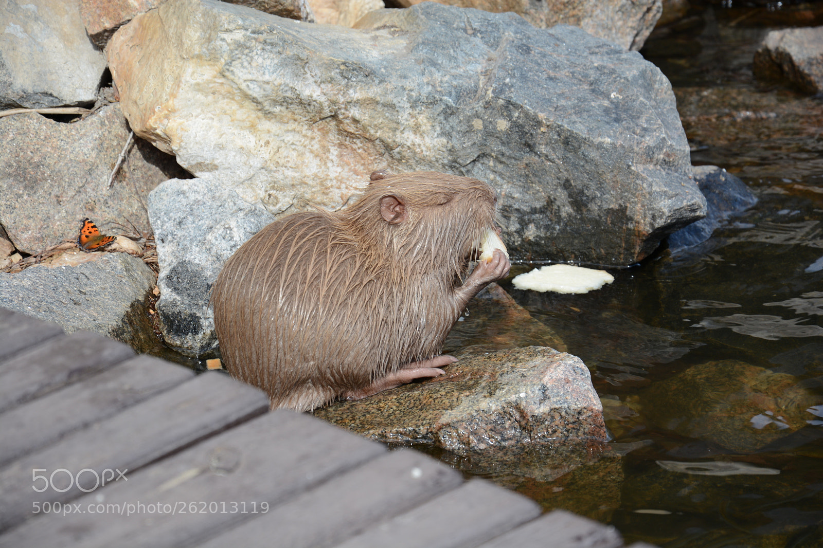 Nikon D7100 sample photo. Big rat and butterfly photography