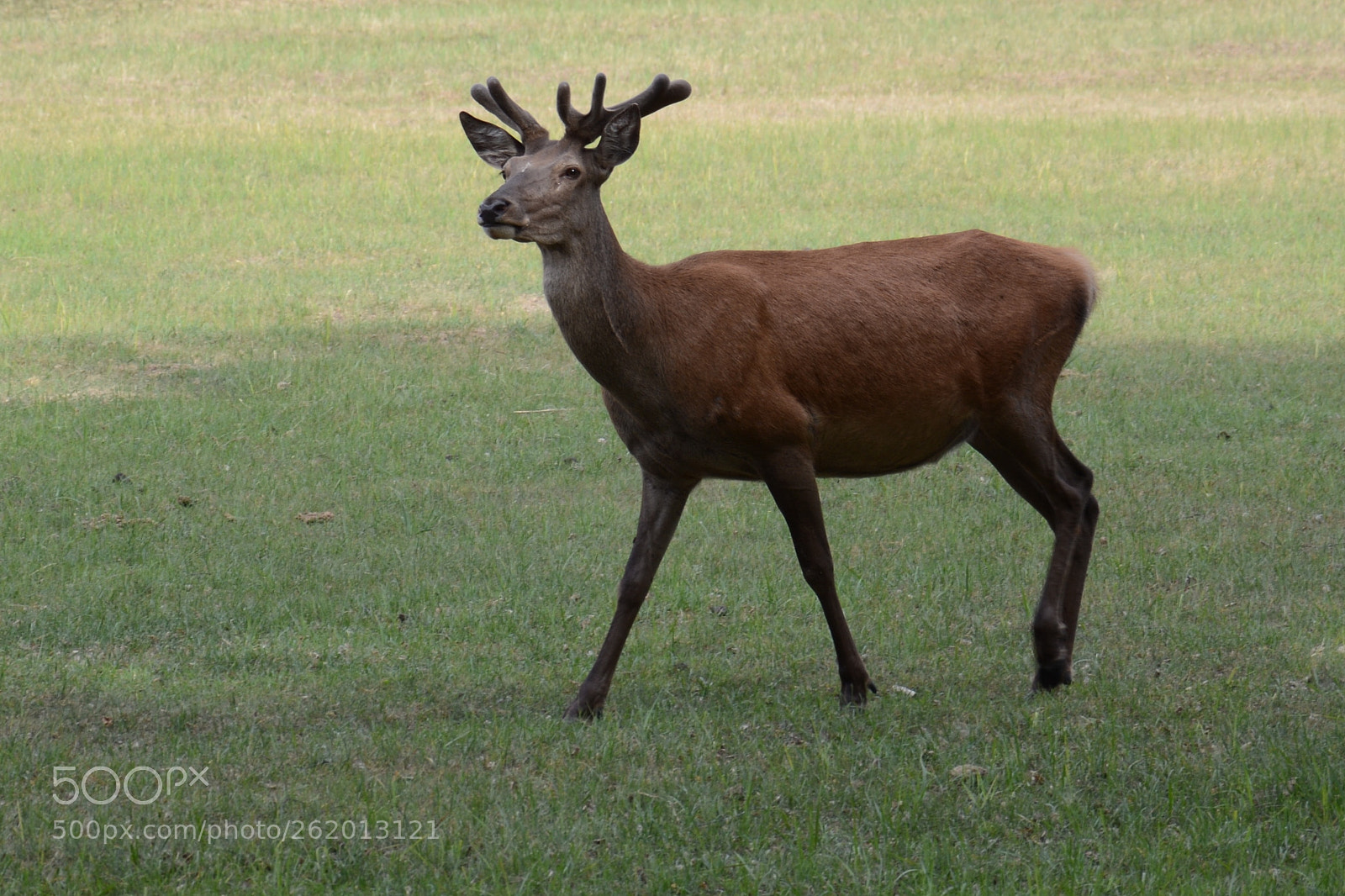 Nikon D7100 sample photo. Deer photography