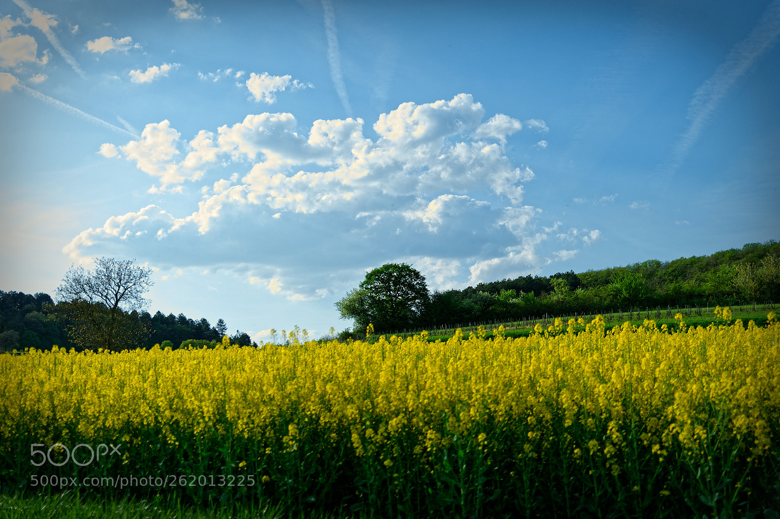 Tamron SP 24-70mm F2.8 Di VC USD sample photo. Fleurs photography