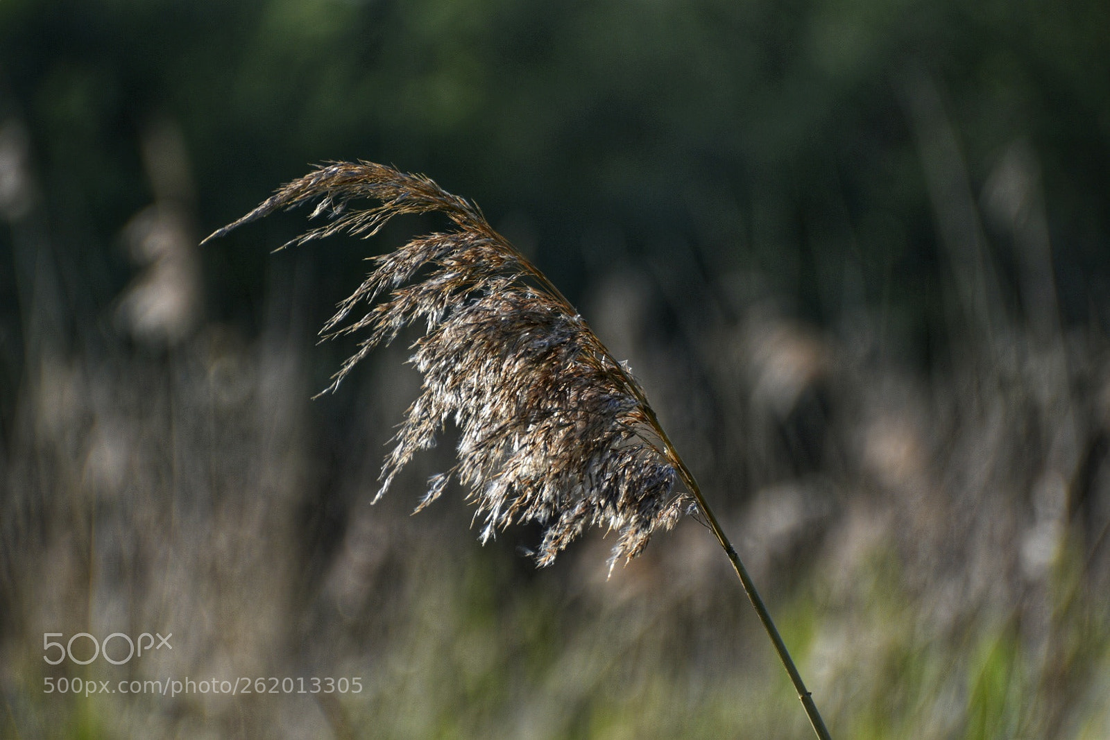 Nikon D5500 sample photo. Untitled photography