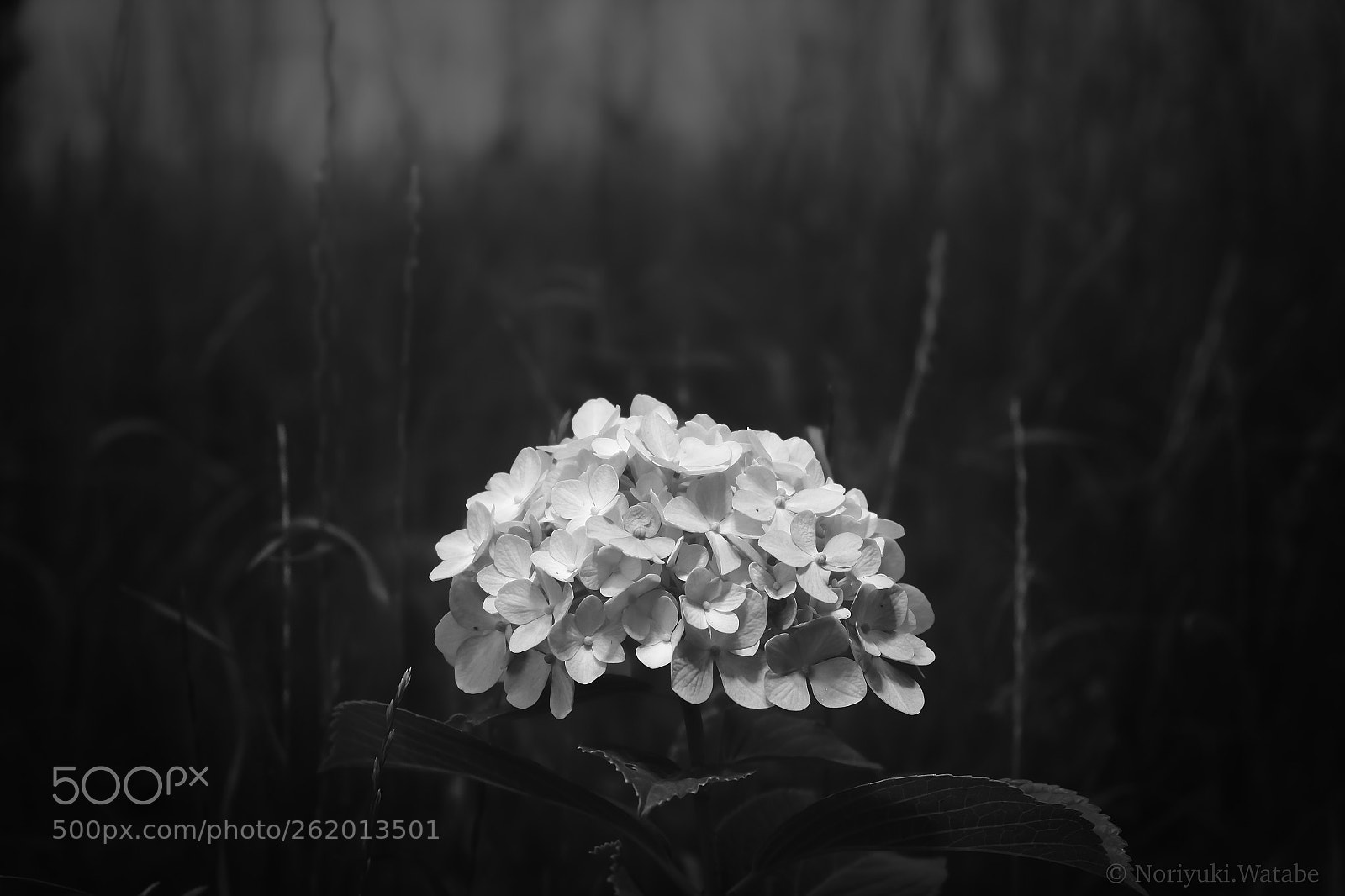 Fujifilm X-T2 sample photo. Hydrangea photography