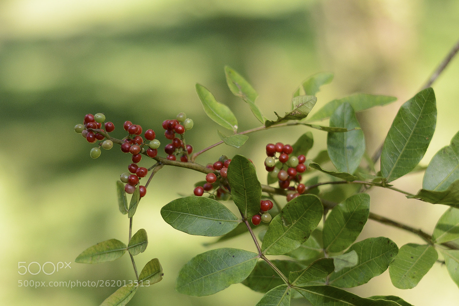Nikon D7100 sample photo. Delicadezas que encontro na photography