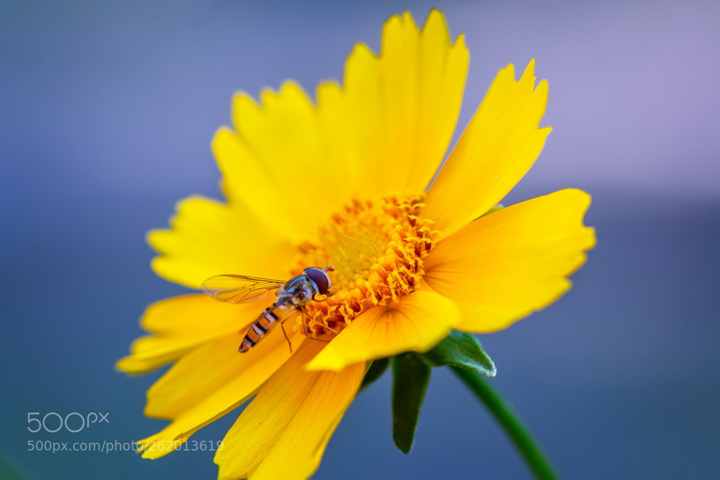 Canon EOS 70D sample photo. Working field photography