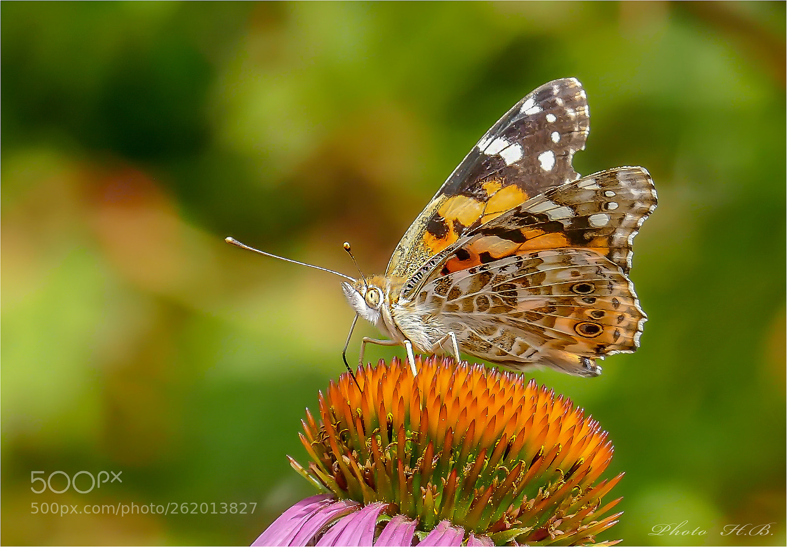 Panasonic Lumix DMC-FZ1000 sample photo. Painted lady photography
