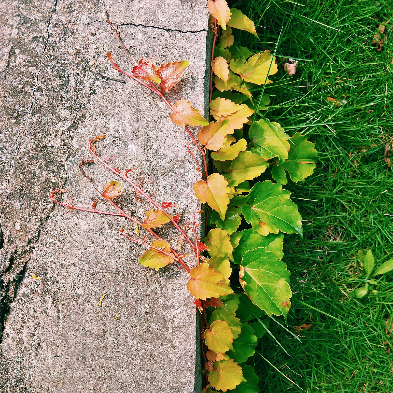 OPPO R11 sample photo. 藤蔓 photography