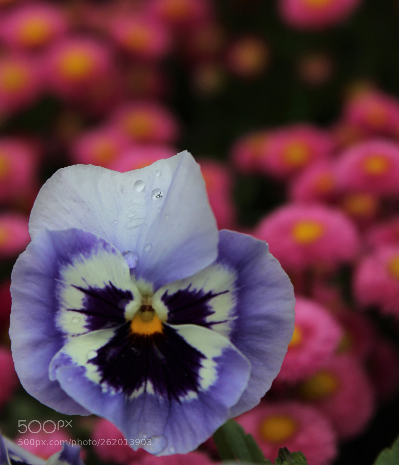 Canon EOS 1300D (EOS Rebel T6 / EOS Kiss X80) sample photo. Pansy photography