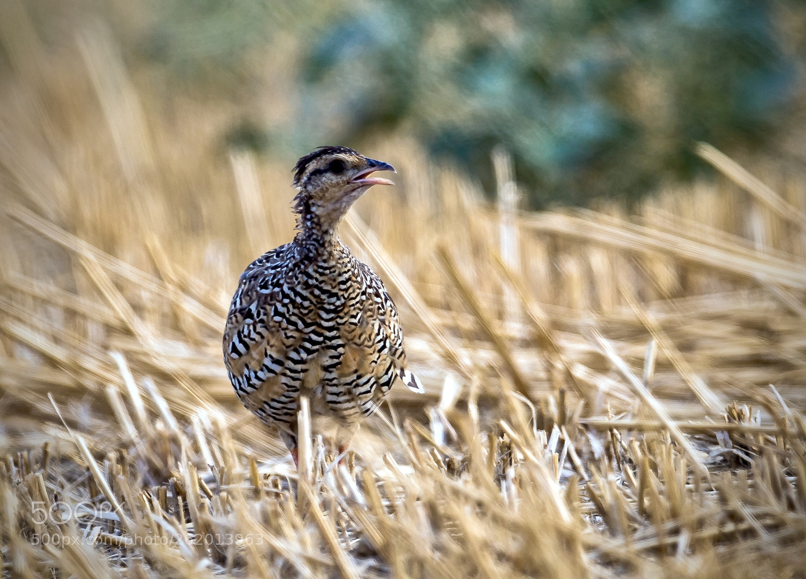 Nikon D5 sample photo. Black francolin female ...braving photography
