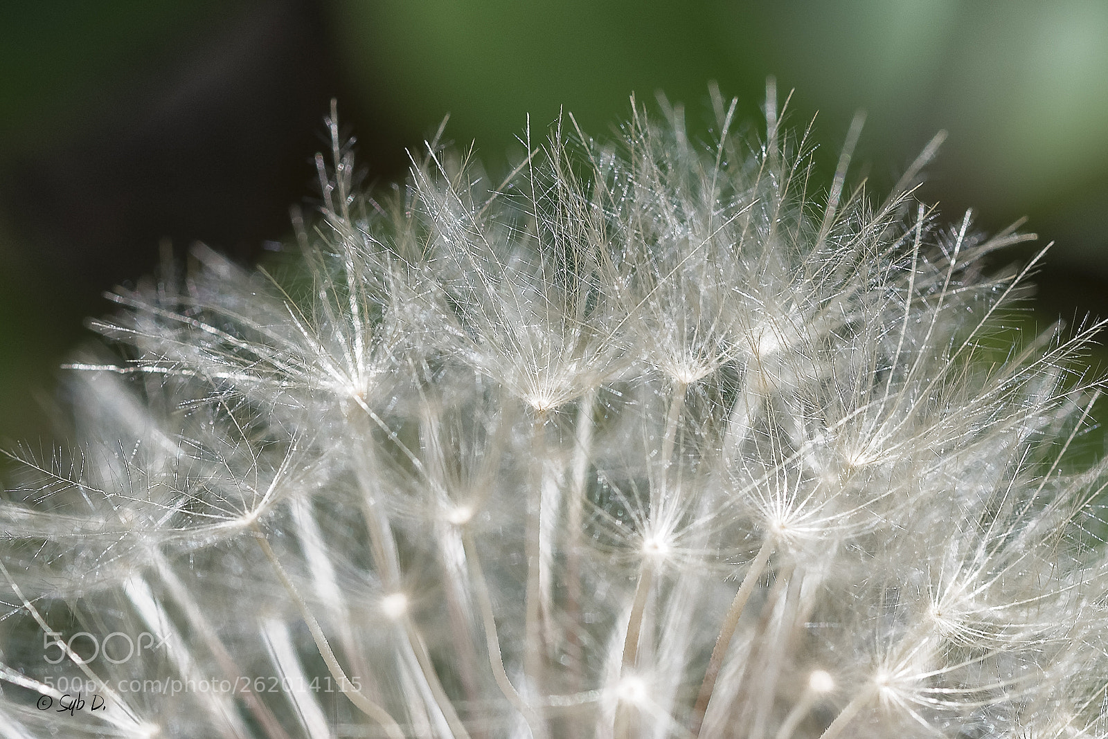 Sigma 105mm F2.8 EX DG OS HSM sample photo. Soufflez , si toutes photography