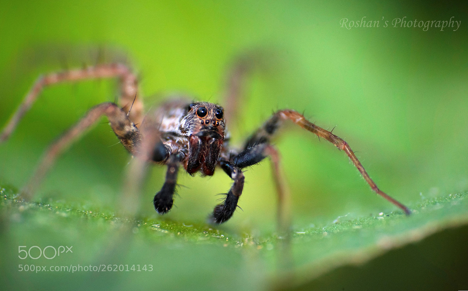 Nikon D750 sample photo. Wolf spider photography