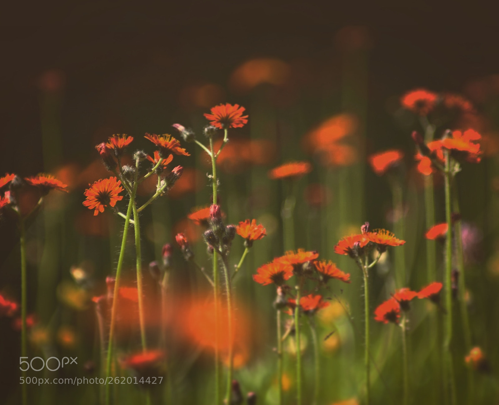 Canon EOS 100D (EOS Rebel SL1 / EOS Kiss X7) sample photo. Flowery meadow photography