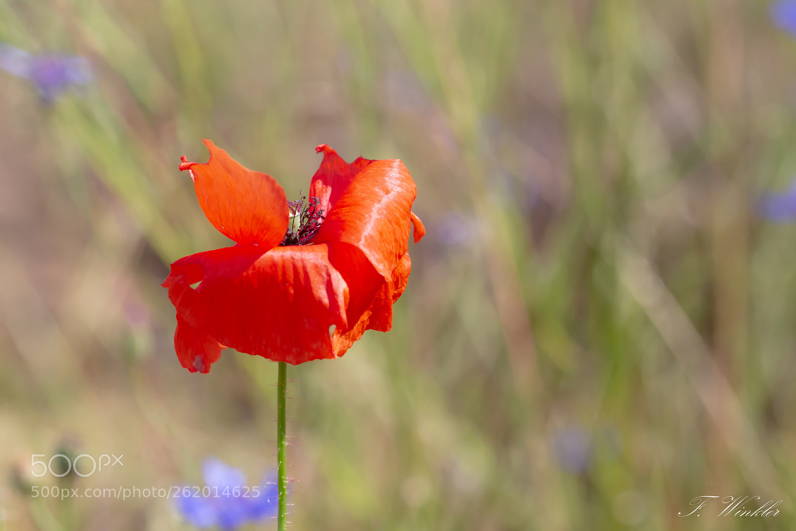 Canon EOS 6D sample photo. Poppy photography