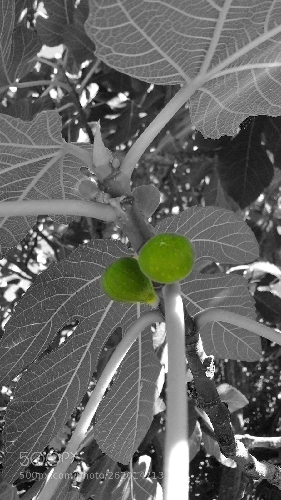 Samsung Galaxy Note4 sample photo. Baby figs photography