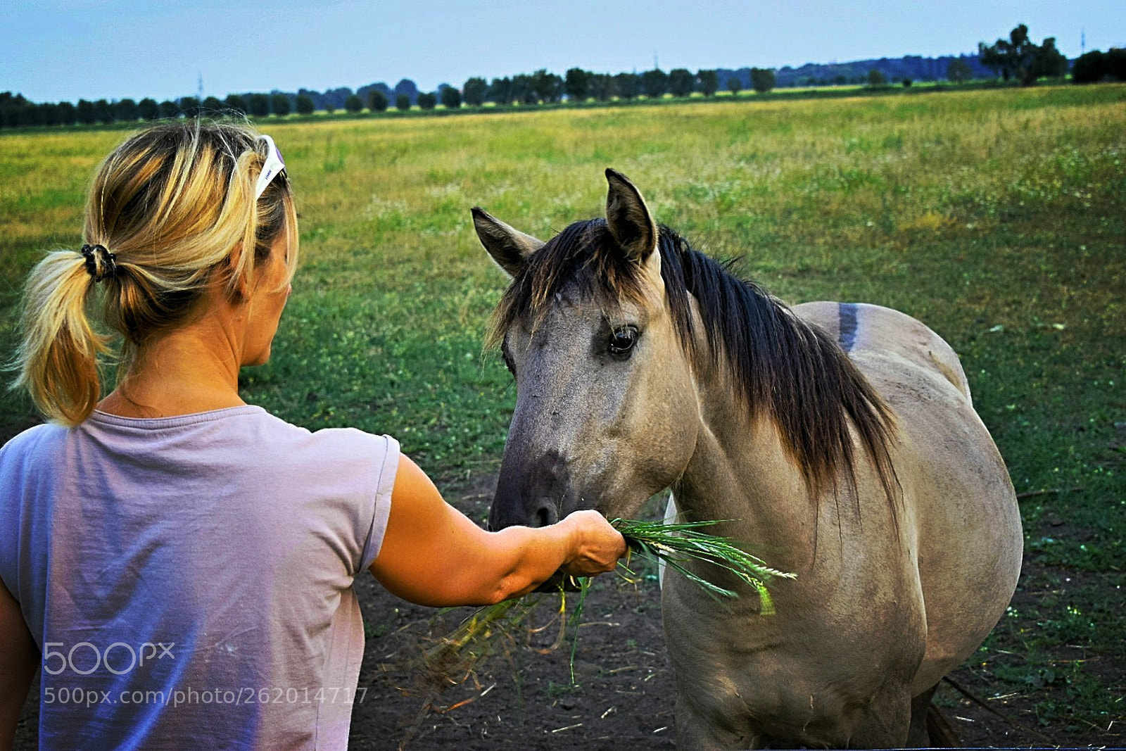 Nikon D5300 sample photo. Braves pferdchen! photography