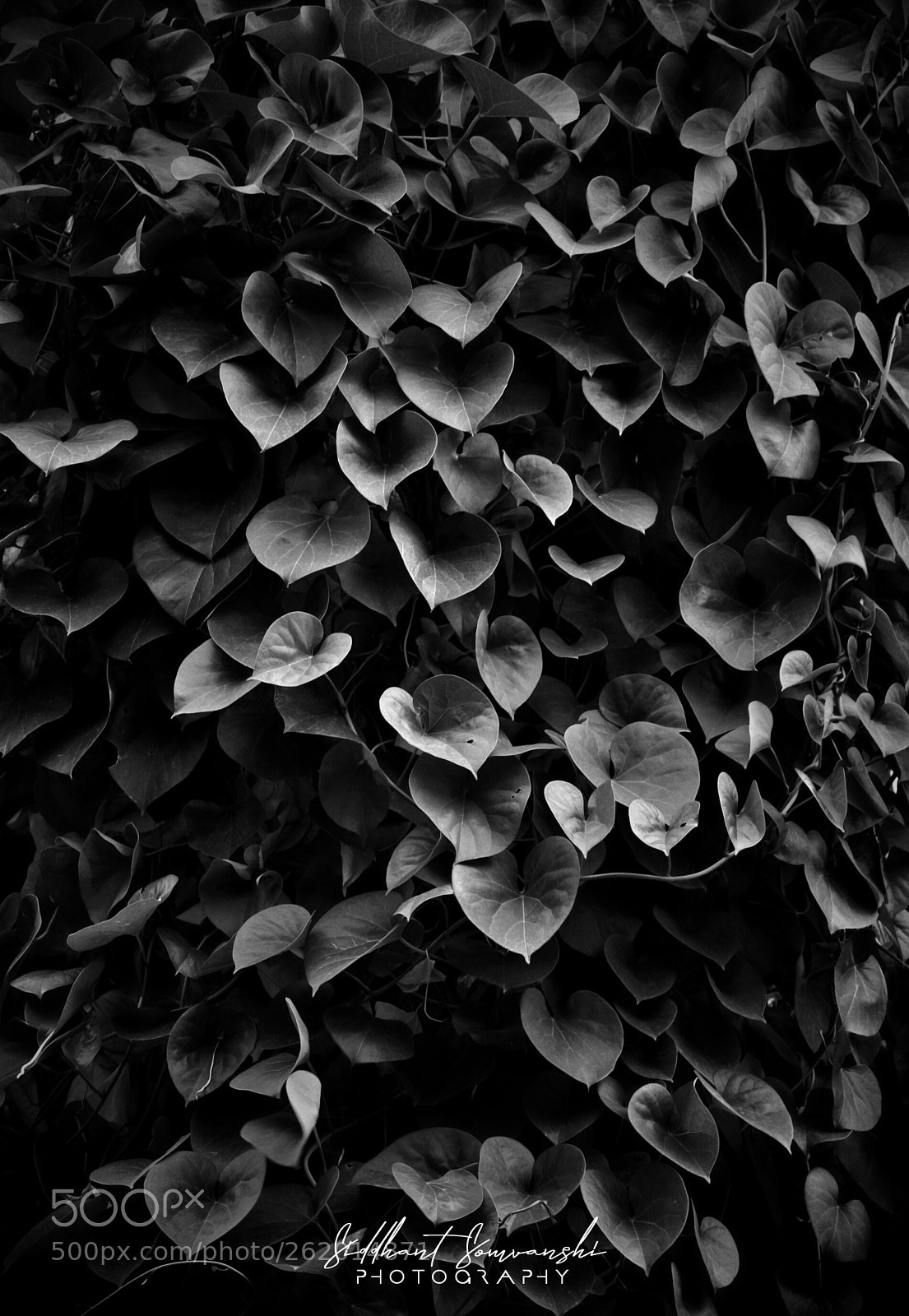 Canon EOS 200D (EOS Rebel SL2 / EOS Kiss X9) sample photo. Untitled photography