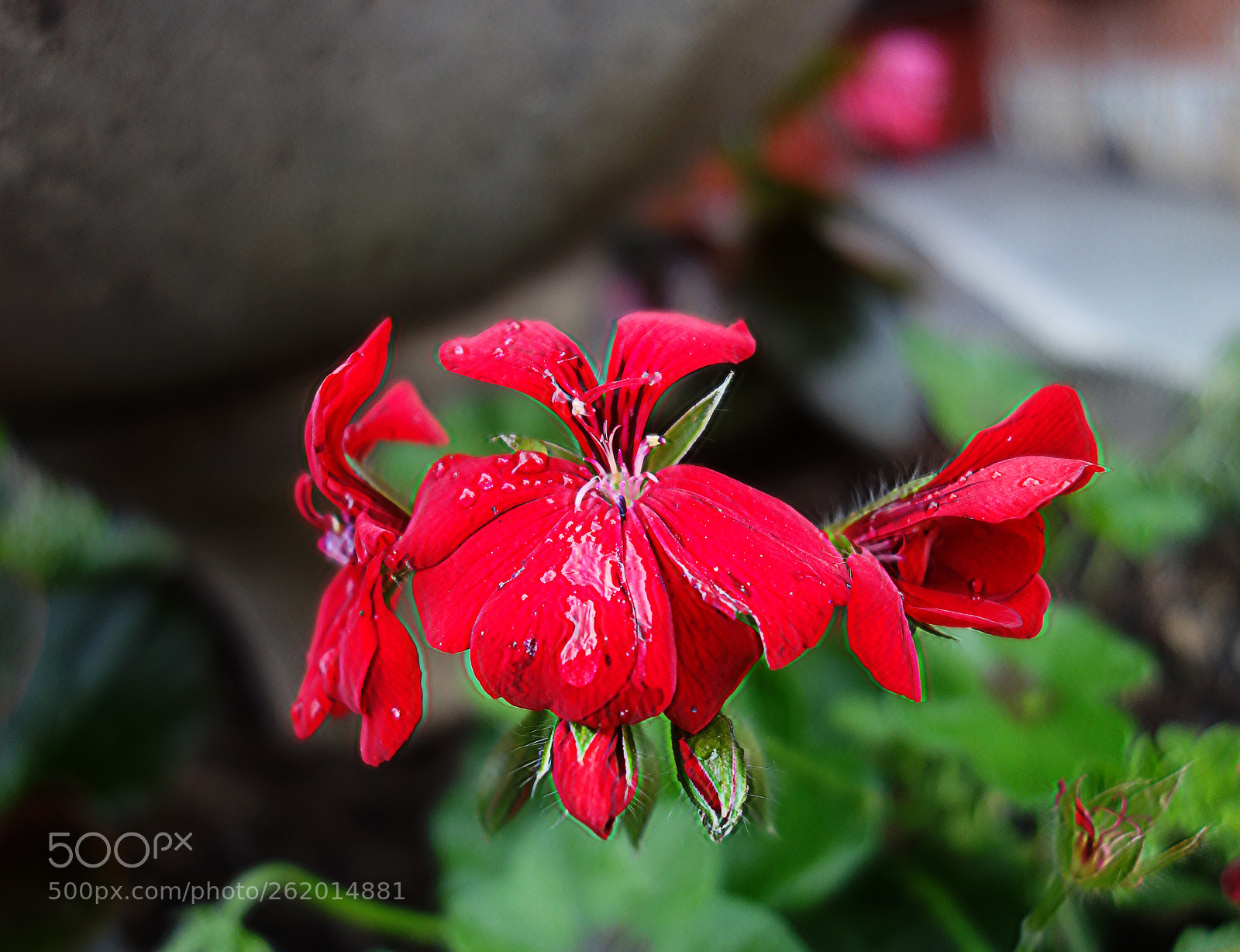 Sony Cyber-shot DSC-RX100 sample photo. Copia photography