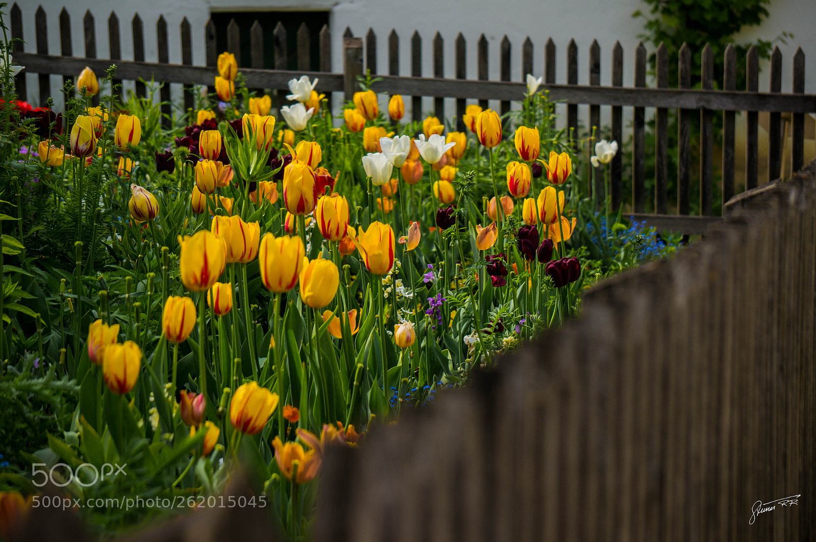 Sony Alpha NEX-6 sample photo. Tulpen photography