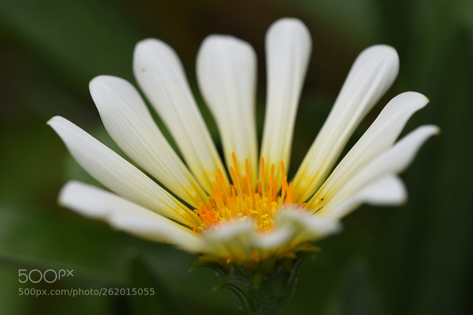 Nikon D750 + Nikon AF Micro-Nikkor 200mm F4D ED-IF sample photo. Little white flower photography