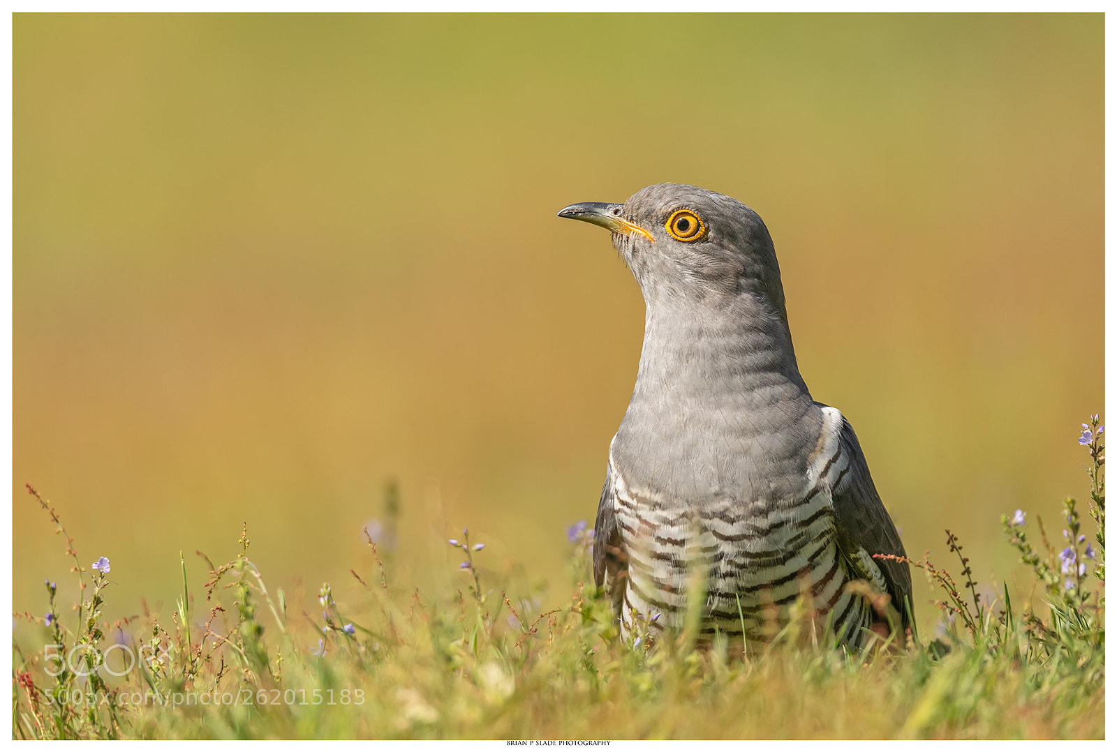 Canon EOS 5D Mark IV sample photo. The cuckoo - a photography