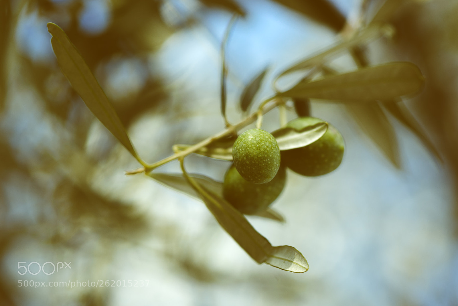 Nikon D600 sample photo. Ripe green olive fruit photography
