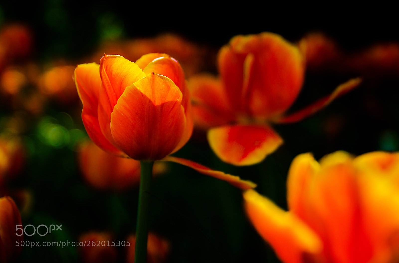Sony SLT-A77 sample photo. Tulip photography