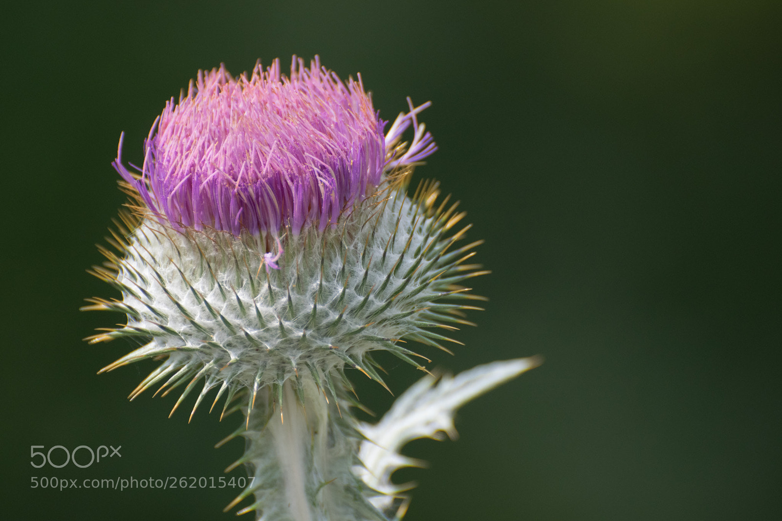 Nikon D5300 sample photo. Thistle photography